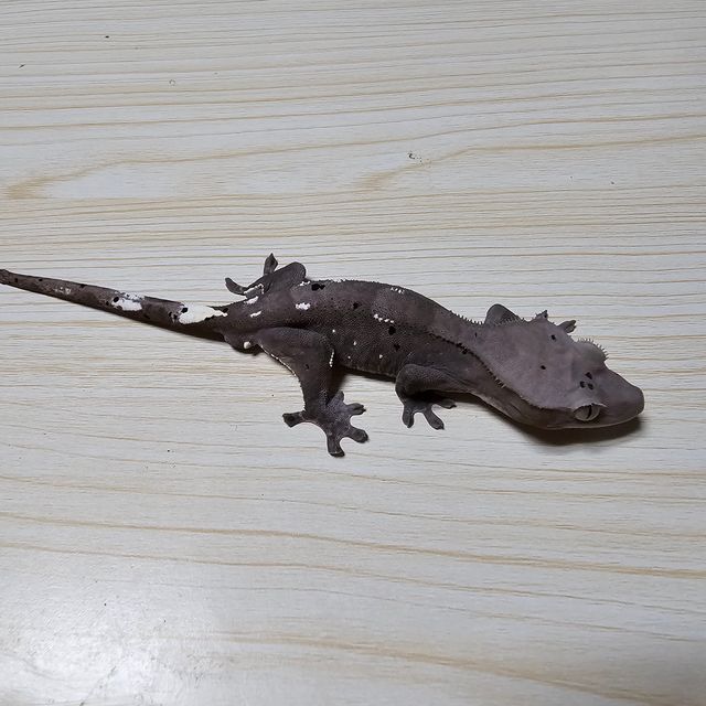 아잔틱