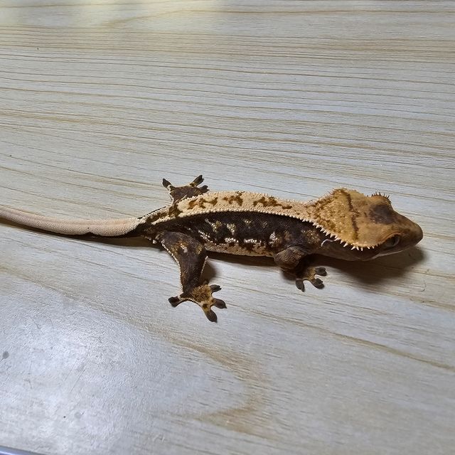 노멀 트라이