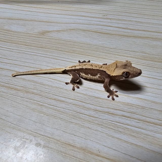 릴리화이트