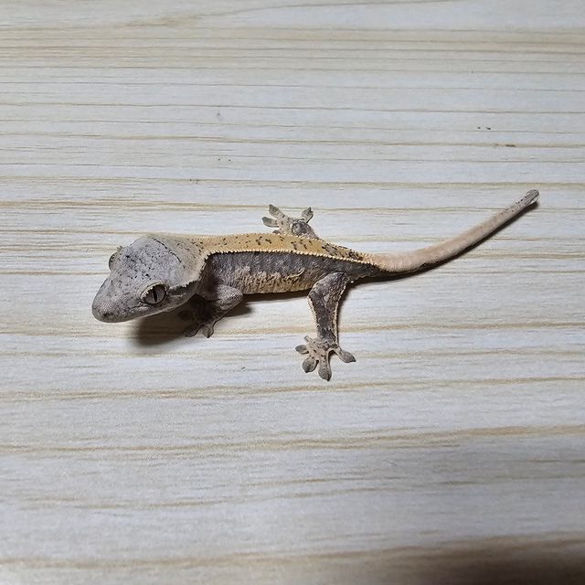 노멀
