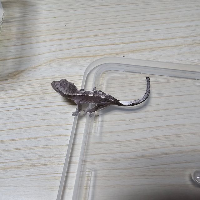 아잔틱