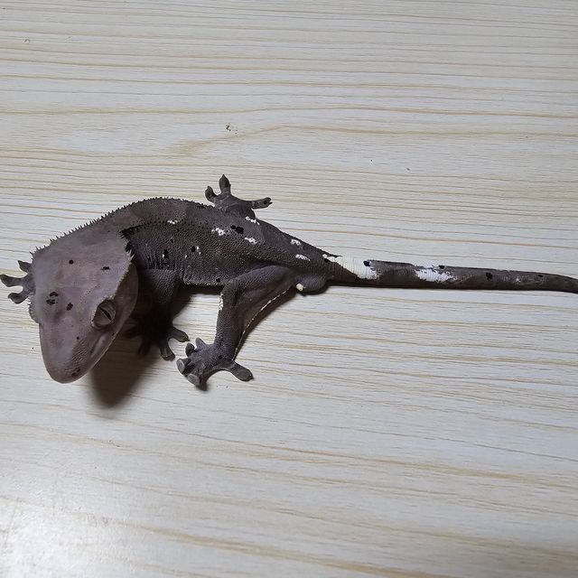 아잔틱