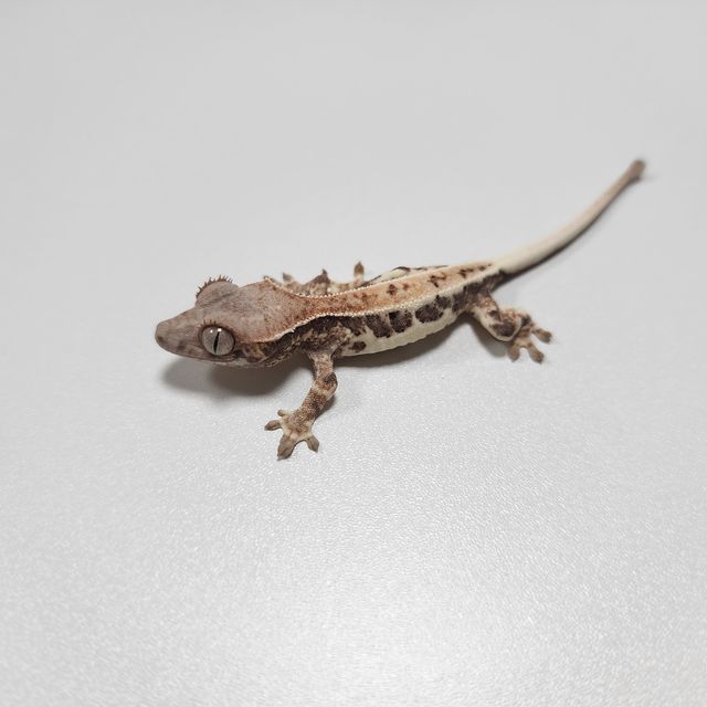 프라푸치노