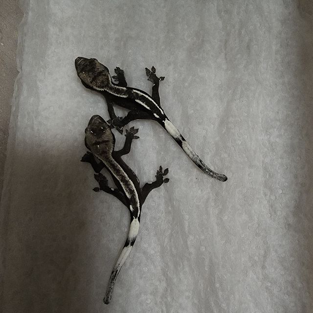 아잔틱