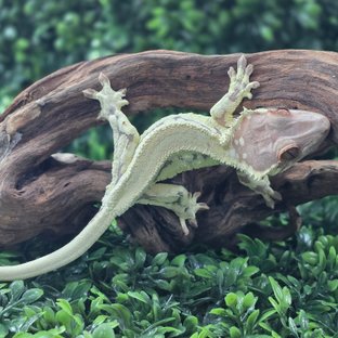 프라푸치노 솔리드백