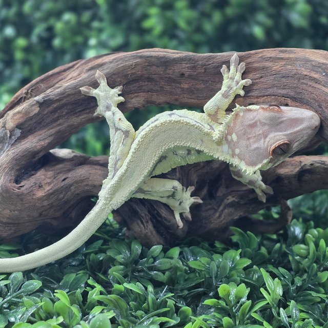 프라푸치노 솔리드백