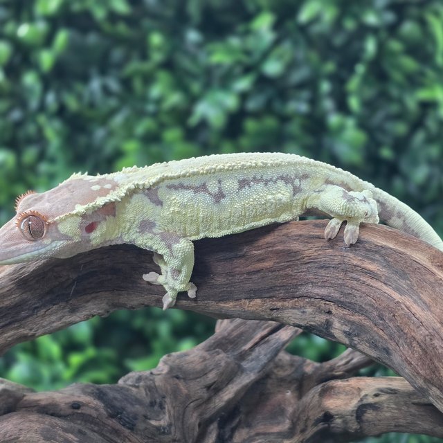 프라푸치노 솔리드백