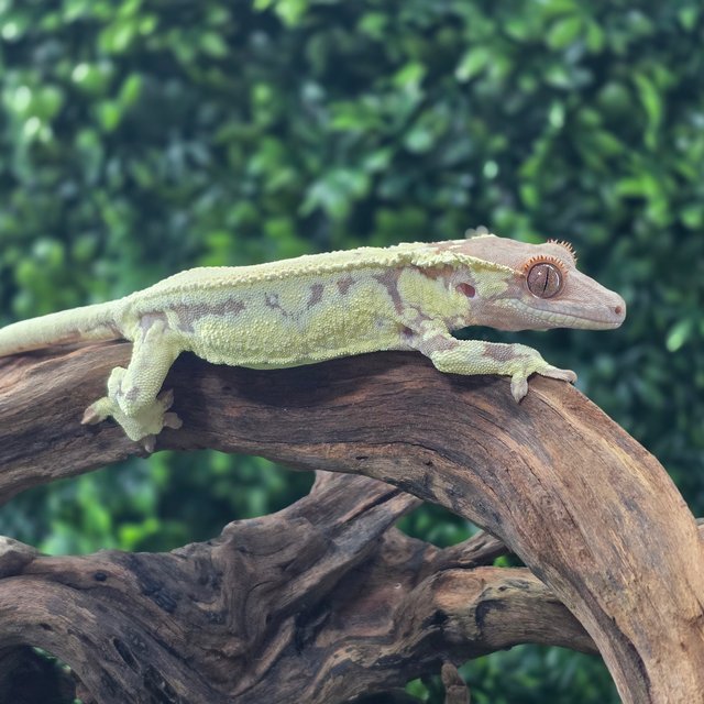 프라푸치노 솔리드백