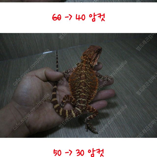 다크 레드