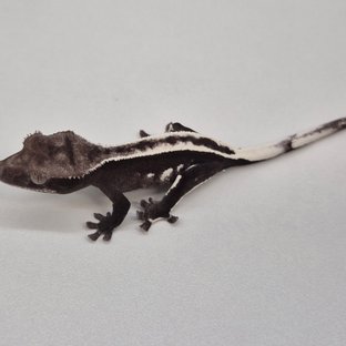 아잔틱