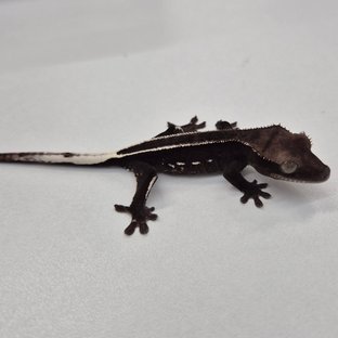 아잔틱