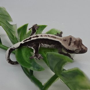 메가섀1