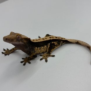 100%헷아잔틱 풀핀