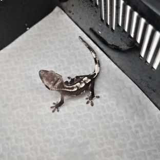 아잔틱