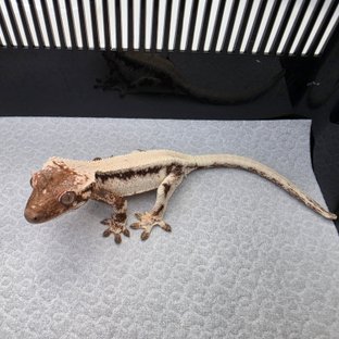 100%헷아잔틱 릴리 세이블