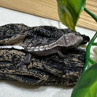 아잔틱