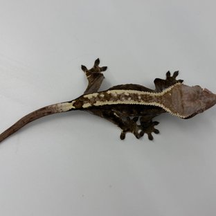 100%헷아잔틱 카푸치노