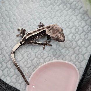 아잔틱
