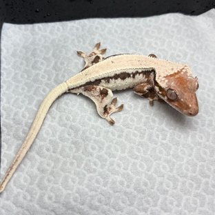 릴리100%헷아잔틱 세이블