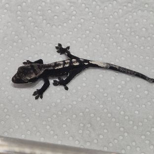 아잔틱