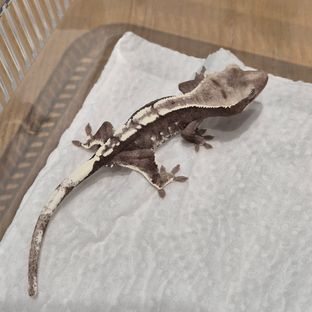 아잔틱
