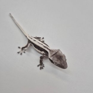 릴잔틱