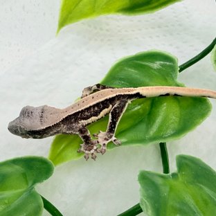 100%헷초초 릴리화이트