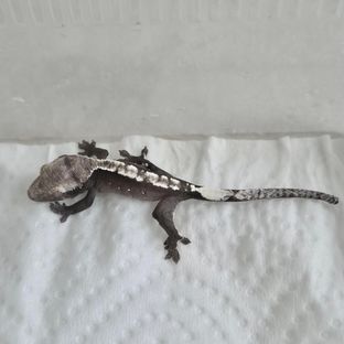 아잔틱