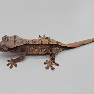 세카2