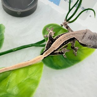 100%헷초초 릴리화이트