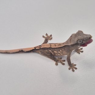세카6