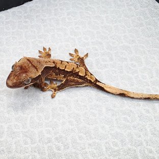 유카2