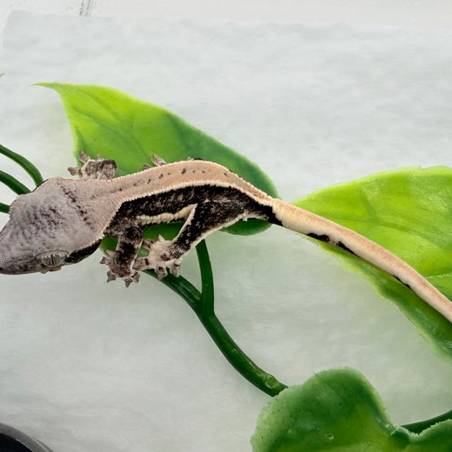 100%헷초초 릴리화이트