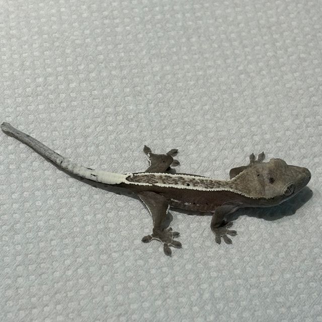 아잔틱