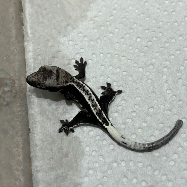 아잔틱