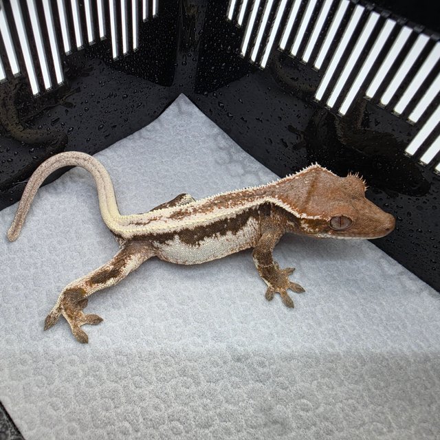 100%헷아잔틱 릴리 세이블