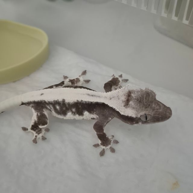 릴잔틱