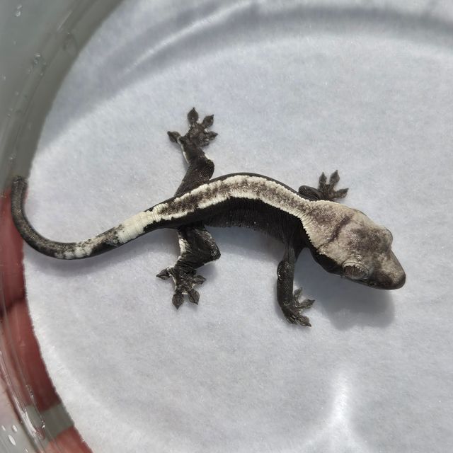 아잔틱