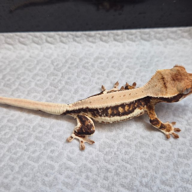 100%헷초초 릴리화이트