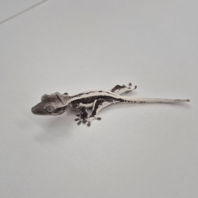 릴잔틱