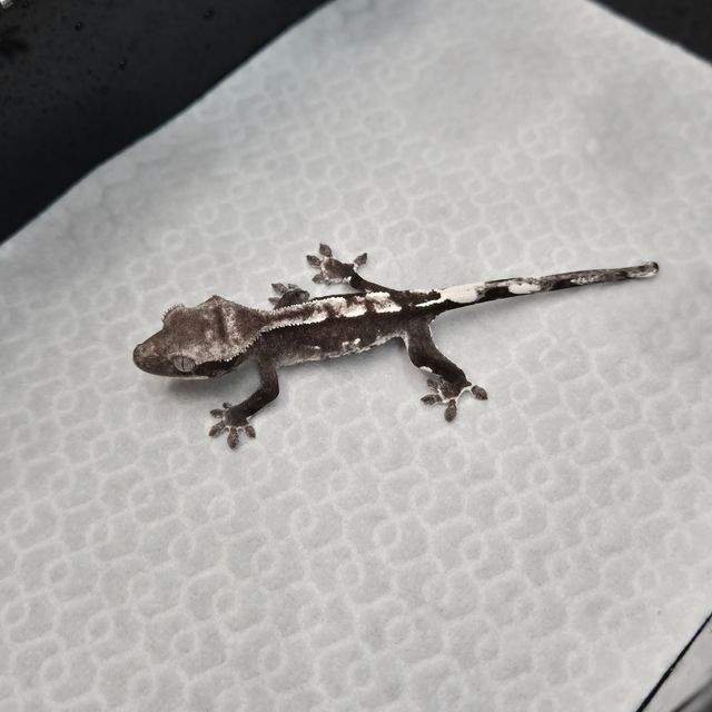 아잔틱
