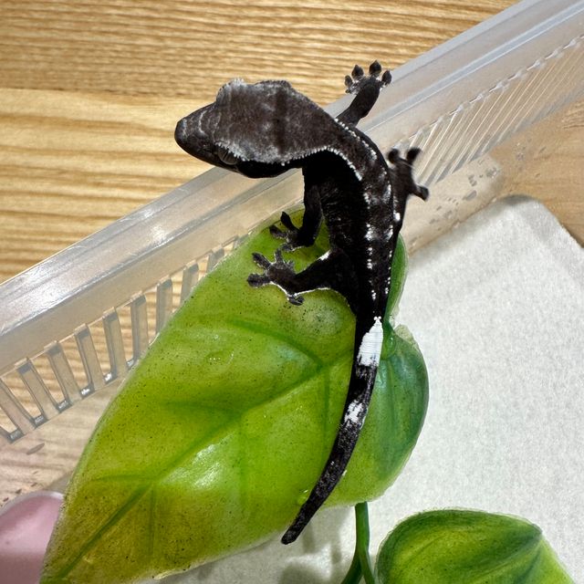 아잔틱