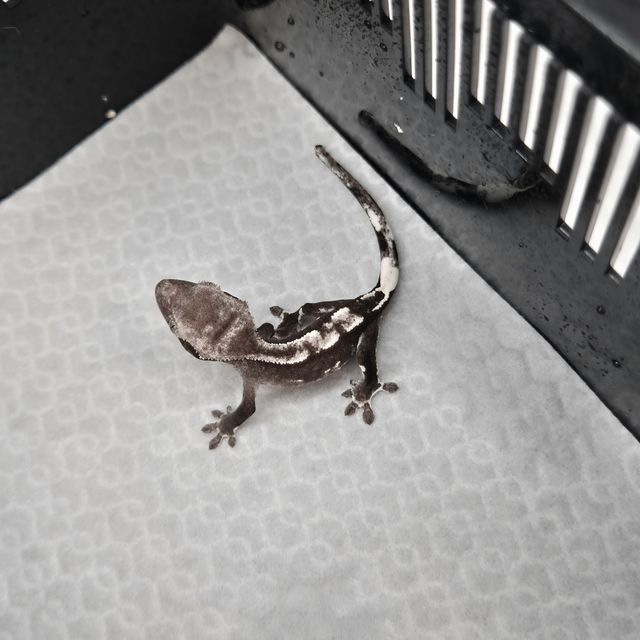 아잔틱