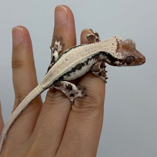 릴리100%헷아잔틱 세이블