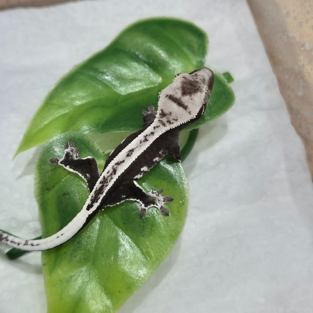 아잔틱