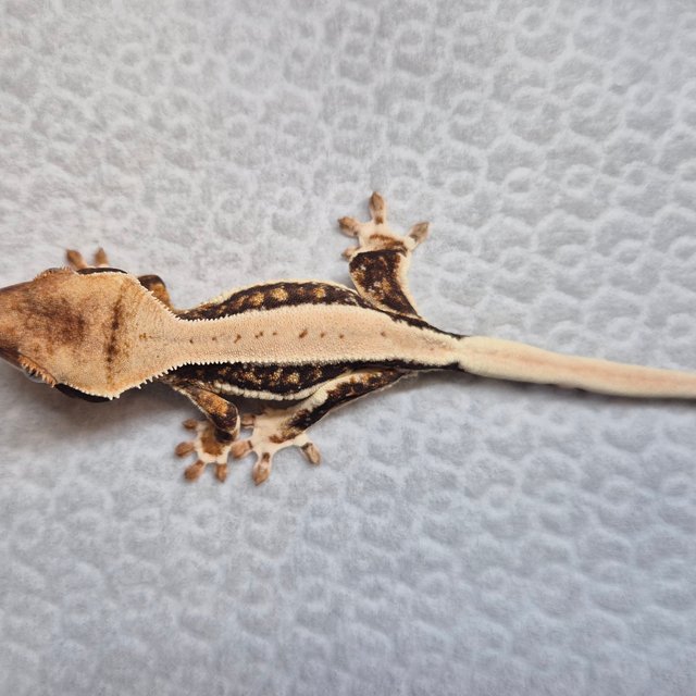 100%헷초초 릴리화이트