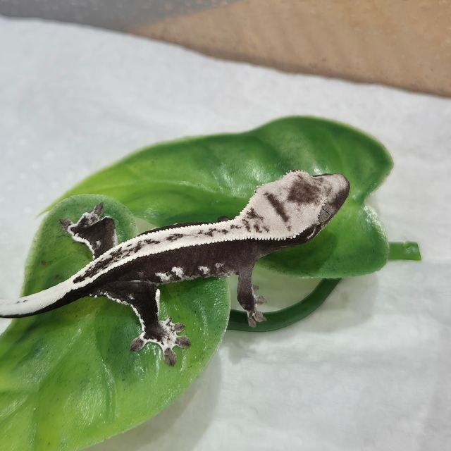 아잔틱
