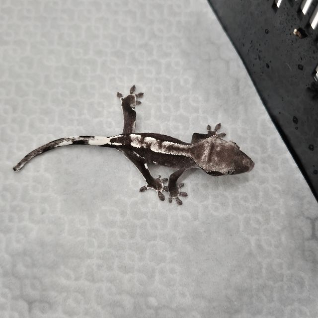 아잔틱