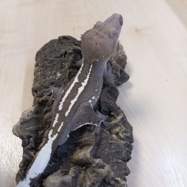 아잔틱