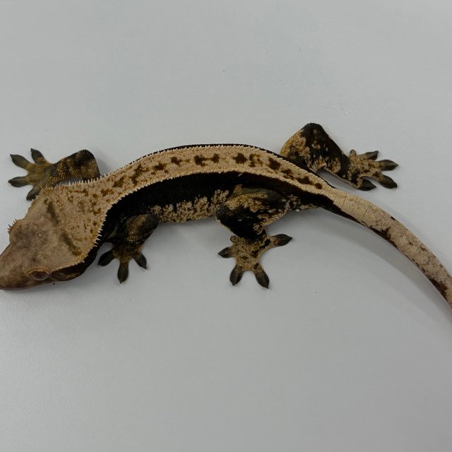 100%헷아잔틱 풀핀